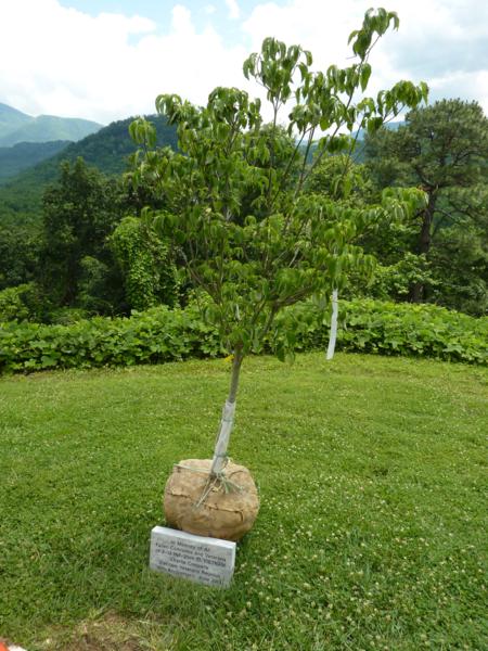 Memorial Tree Memorial Tree